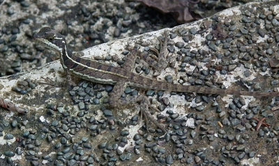 Basilisk or Jesus Christ Lizard (juvenile)