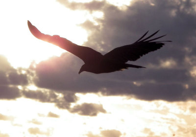 Black Vulture into the sunset