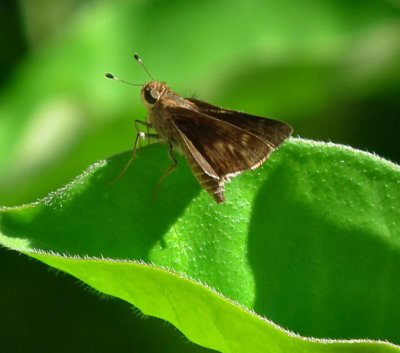Brown Skipper butterfly on leaf