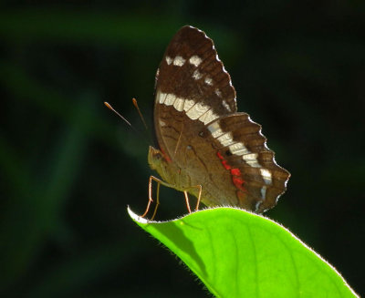 Brown, white, red Butterfly on leaf