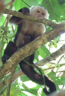 White Faced Capuchin monkey