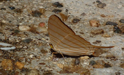 Orange swallowtail butterfly profile