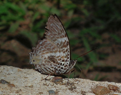 Another Butterfly profile