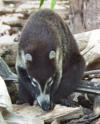 Coati foraging