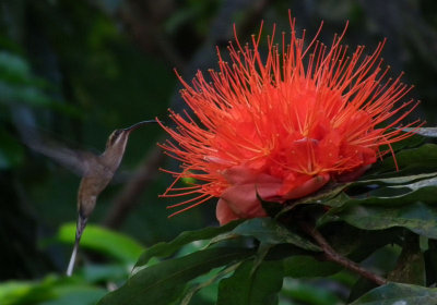 Red Flower with Stripe Throated Hermit