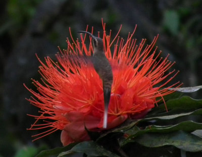 Red Flower with Stripe Throated Hermit