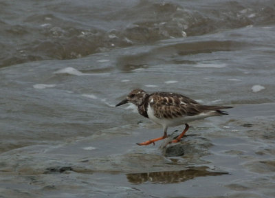 Turnstone