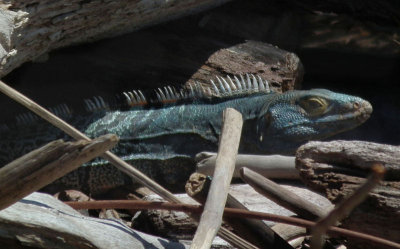 Spiny Tailed Iguana