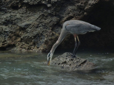 Great Blue Heron fishing
