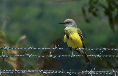 Tropical Kingbird at Palma Sur airstrip