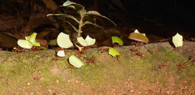 Leaf cutter ants