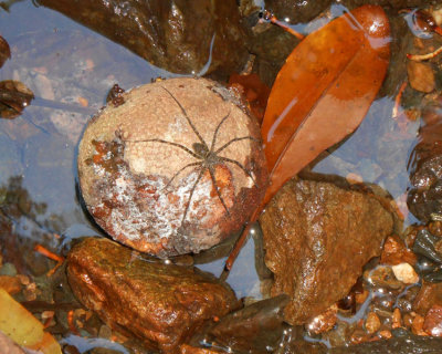 Water spider