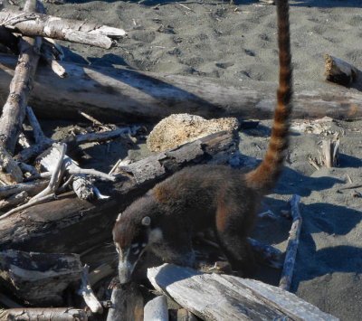 Coati foraging