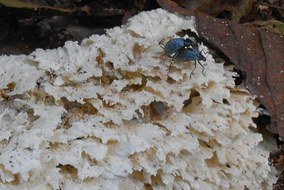 Mating Blue Beetles on fungus