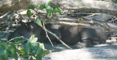 Dozing Tapir