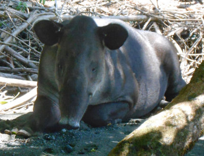 Dozing Tapir
