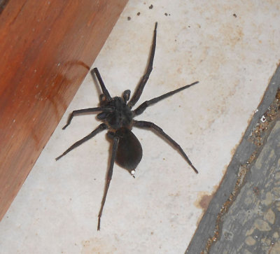 Spider now just outside of my room