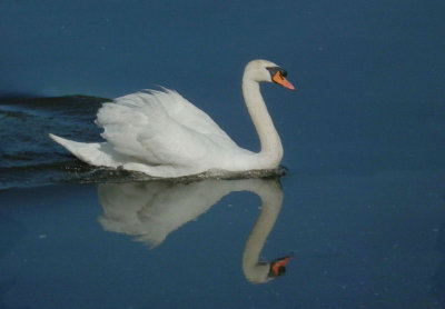  Mute Swan on Vlatava 