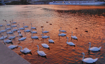  Swans and ducks Vlatava towards Checkuv Bridge