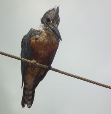  Male Ringed Kingfisher Transpantaneira
