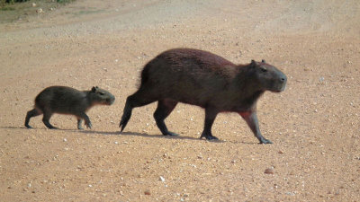  Capybara and pup crossing Transpantaneira highway