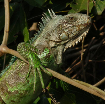  Common Green Iguana 