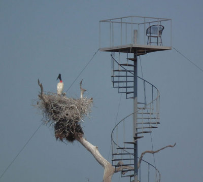  Jabiru Stork Nest and hide_South Wild