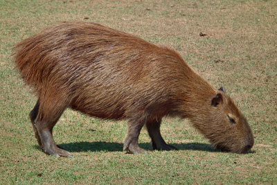  Capybara grazing on lawn