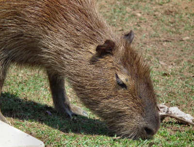  Capybara head grazing