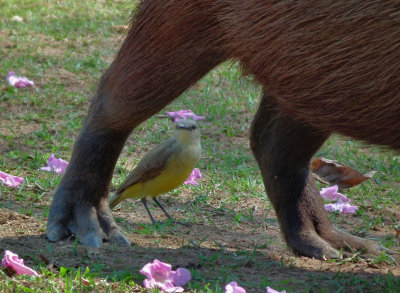  Cattle Tyrant waiting to pick morsels off capybara fur