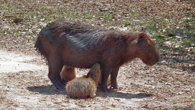  Capybara suckling pups 