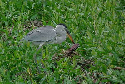  Tricolored Heron with prize 