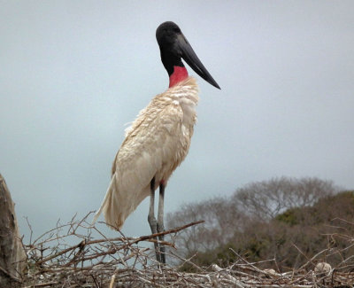  Jabiru Stork on nest with chick from observation tower