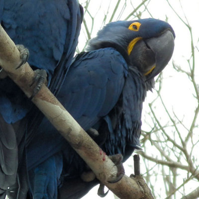   Hyacinth Macaw  