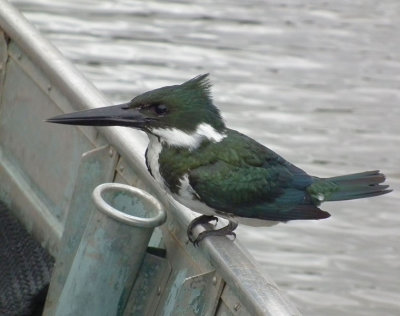  Female Amazon Kingfisher hitching a ride on our boat 