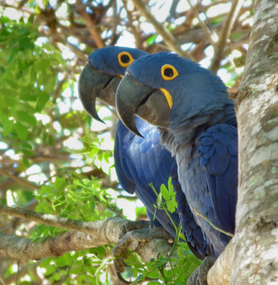   Hyacinth Macaws_Porto Joffre 