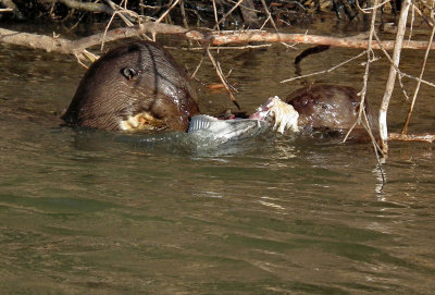 Two Giant River Otters with fish 