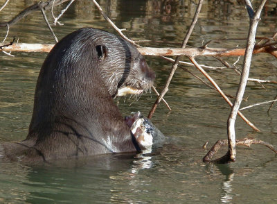  Giant River Otter and fish 