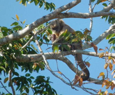  Black Capped Capuchin Monkey with fruit or nut