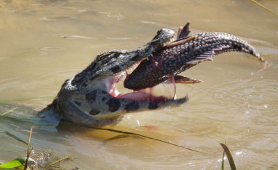  Caiman trying to swallow armoured catfish