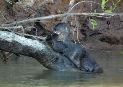  Neotropical Otter Piquiri River 