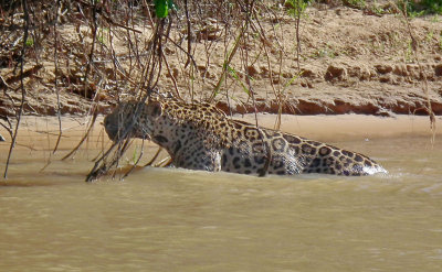  Male Jaguar Marley swimming and paddling in river