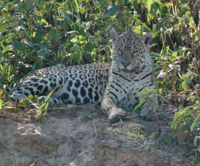  Female Jaguar Amber resting