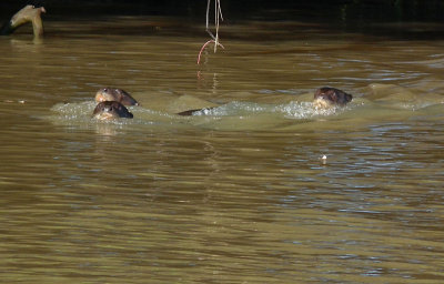  Three Giant River Otters 