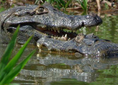   Two Caiman challenging each other 