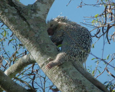  Brazilian Porcupine up tree 