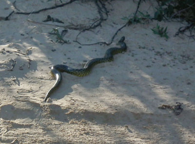  Anaconda on beach 