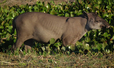  Brazilian Tapir 