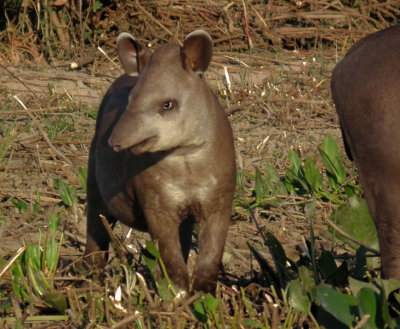  Baby Tapir 