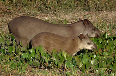  Mother and juvenile Brazilian Tapir 